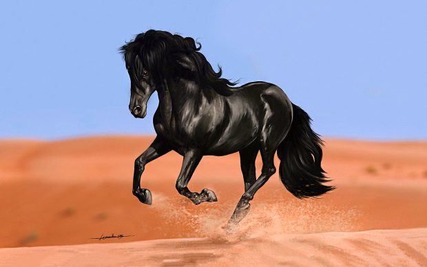 Black Horse Picture HD.
