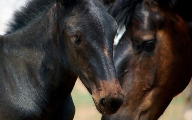 Black Horse Pictures.
