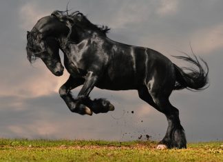Black Horse Wallpapers.