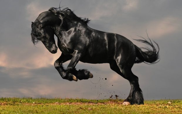 Black Horse Wallpapers.