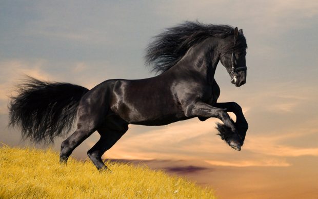 Black Horse Wallpapers HD.