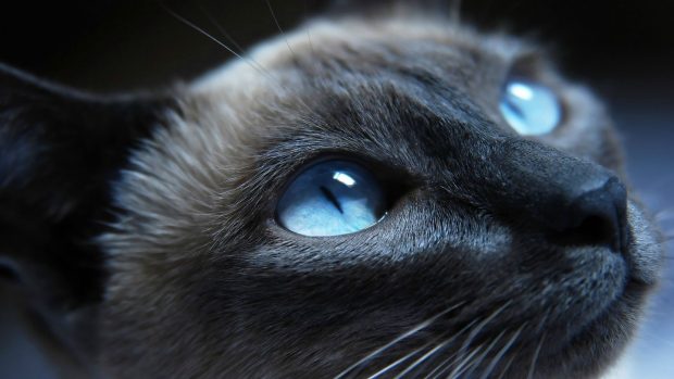 Black grumpy cat images 1080p hd wallpapers.