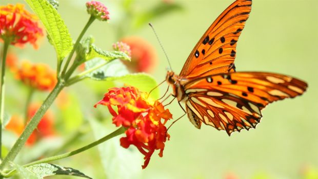 Butterfly and flowers 1080p hd photos nature.