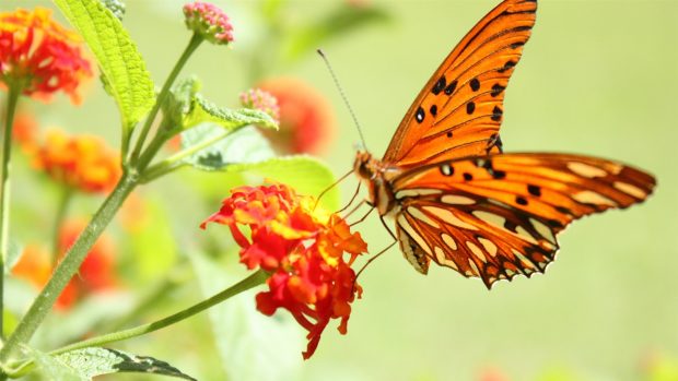 Butterfly and flowers 1080p hd photos nature.