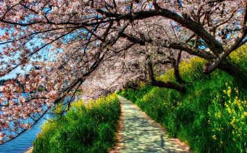 Cherry blossom trees wallpaper 4k.