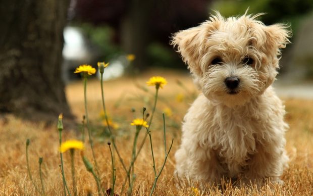 Cute Baby Animal Background Download Free.