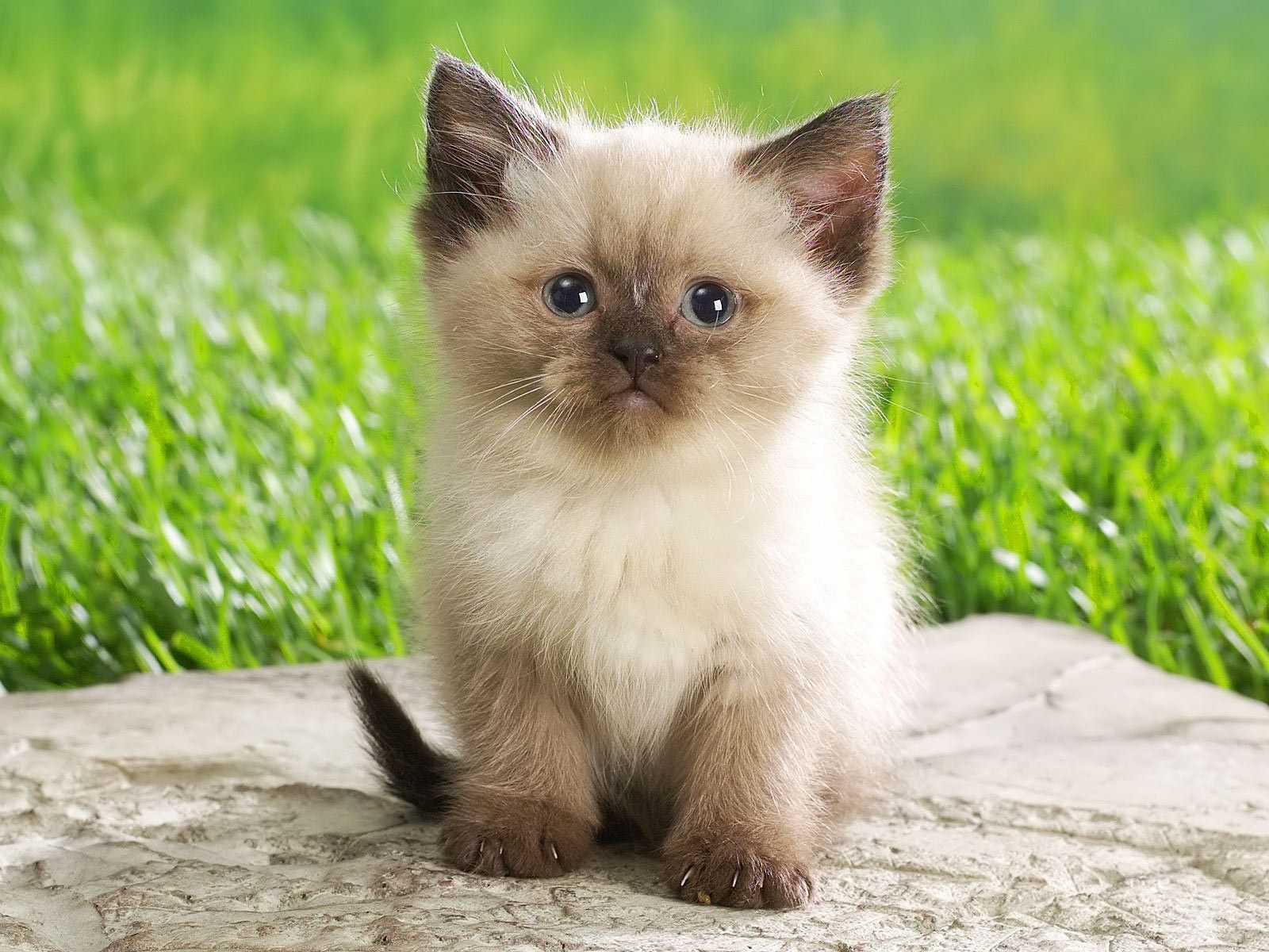 Free Download Cute Baby Animal Wallpapers 