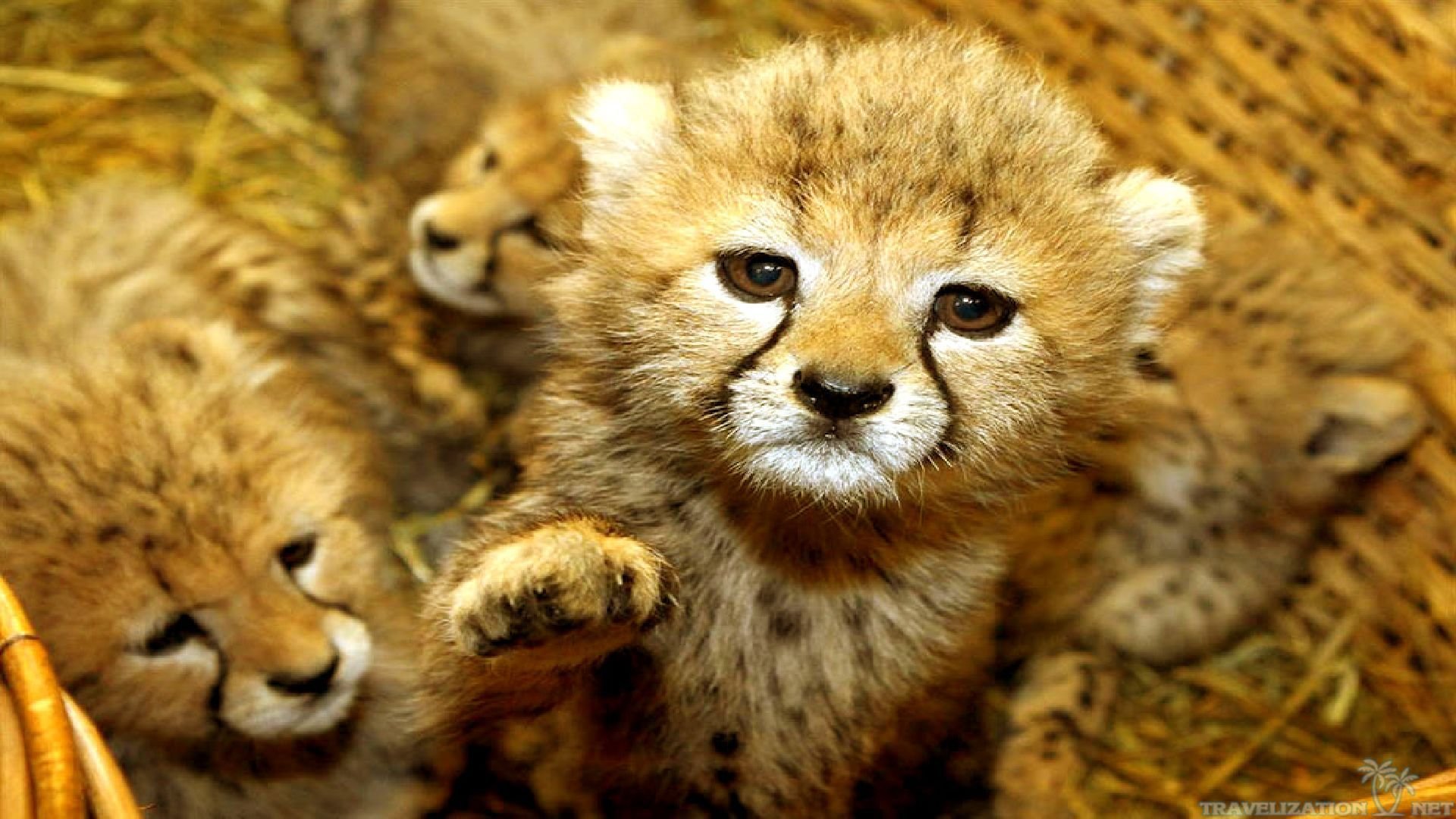 Cute Baby Animal Wallpapers Download Free | PixelsTalk.Net
