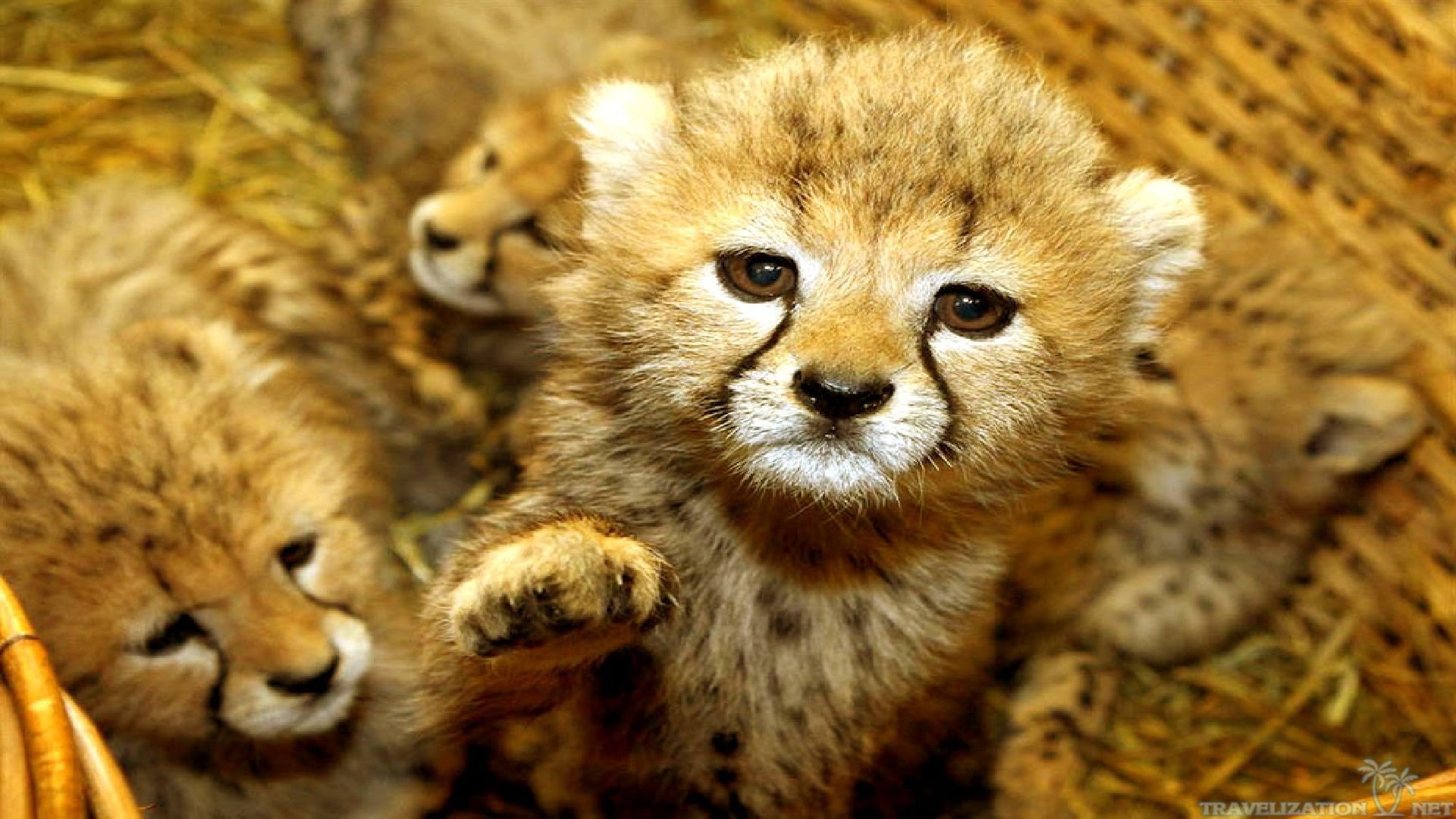  Cute  Baby  Animal  Wallpapers  Download Free PixelsTalk Net