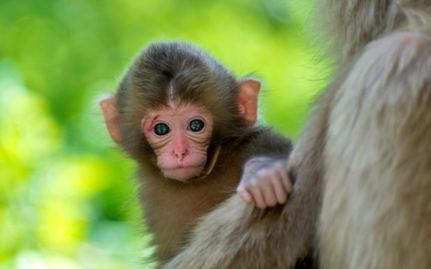 Cute Baby Animal Pictures.