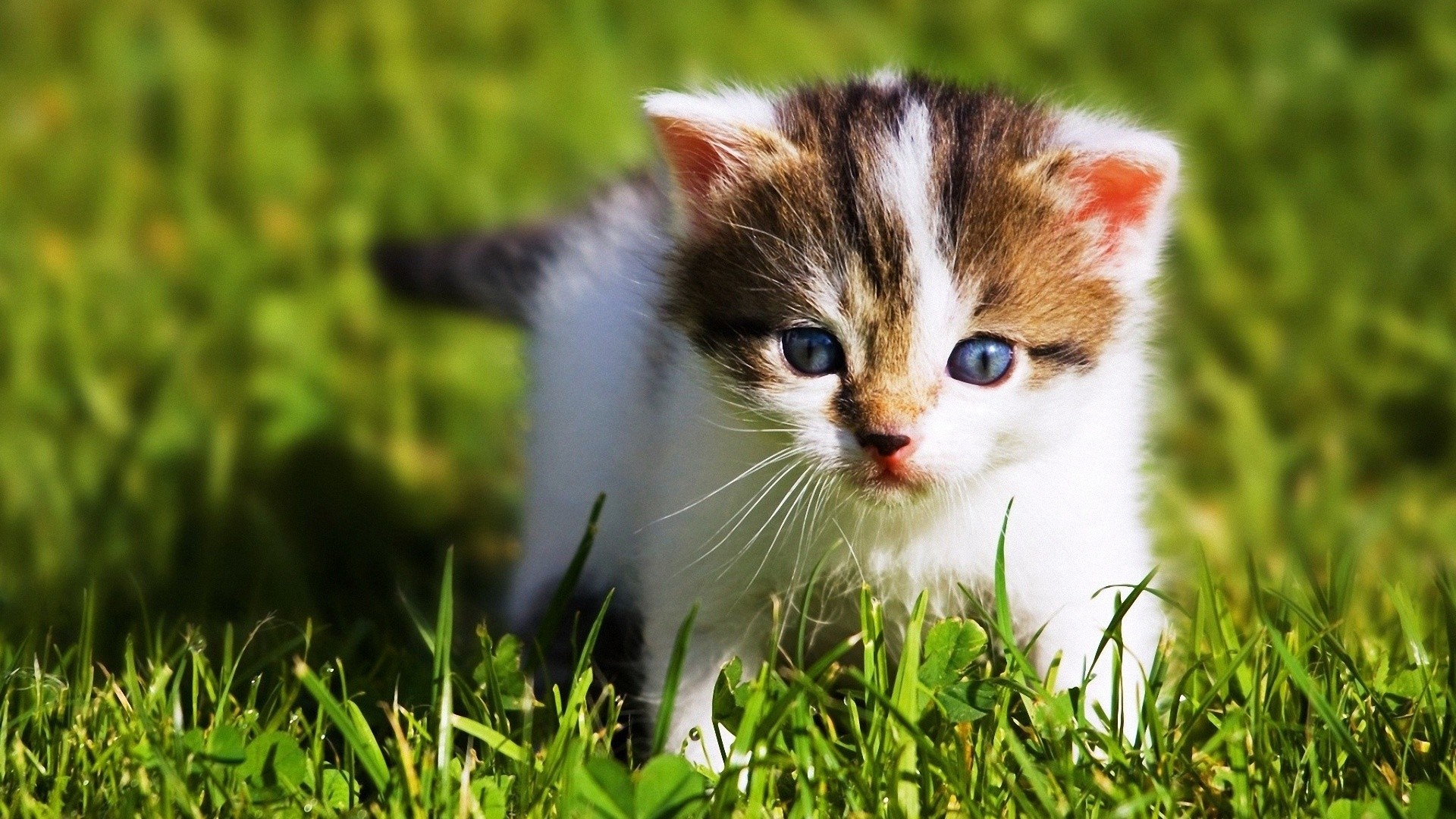 Cute Animals Images Free Download : Free Download 11 Hd Wallpapers Of ...