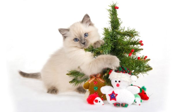 Cute Christmas Picture Download Free.