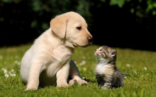 Cute Puppy Kitten 2880x1800.