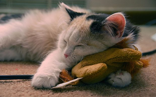 Cute sleeping cat hd widescreen desktop wallpaper.