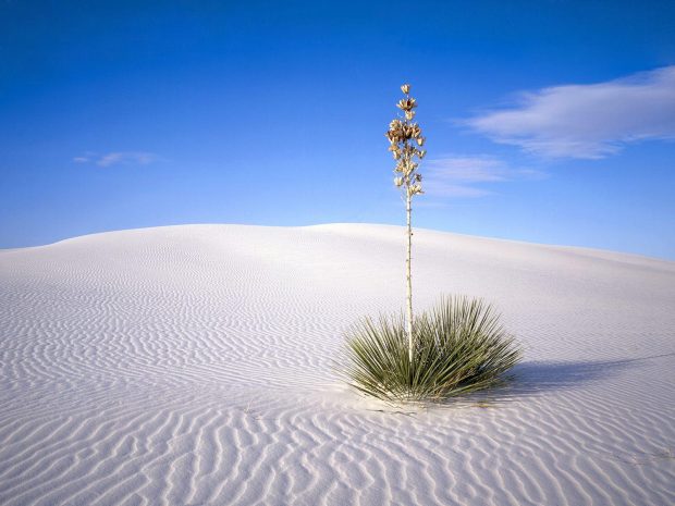 Desert Desktop Image.