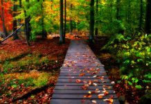 Desktop autumn hd wallpaper 3D.