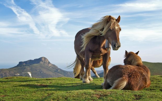 Desktop hd wallpapers 1080p of nature download.