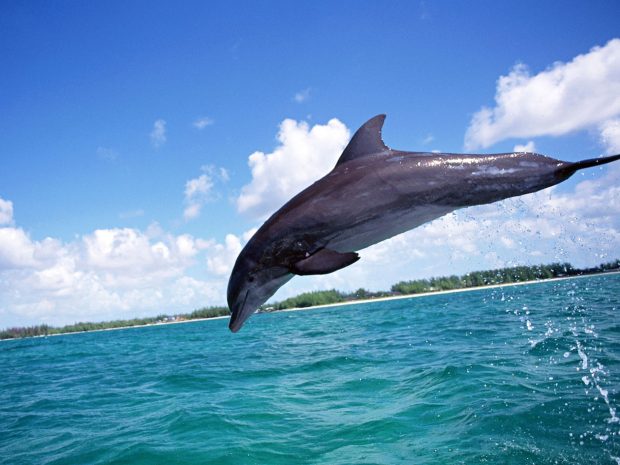 Dolphins Jump All Cute Images For Free Download.