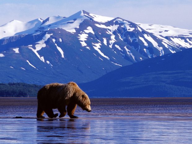 Download Alaska Background Free.