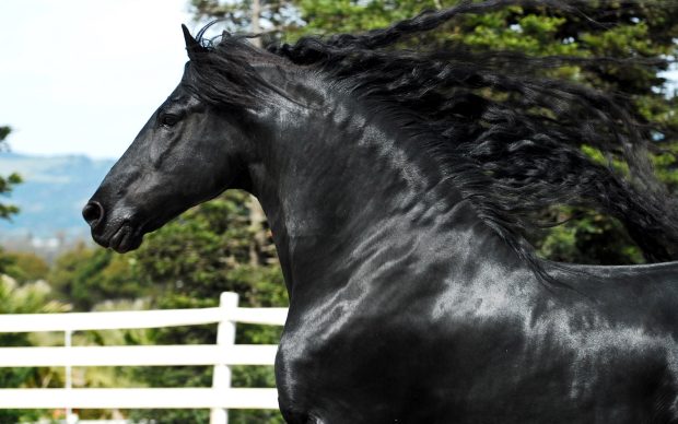 Download Free Black Horse Image.