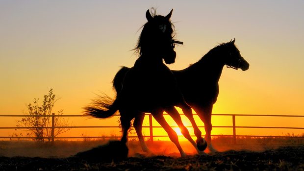 Download Free Black Horse Picture.