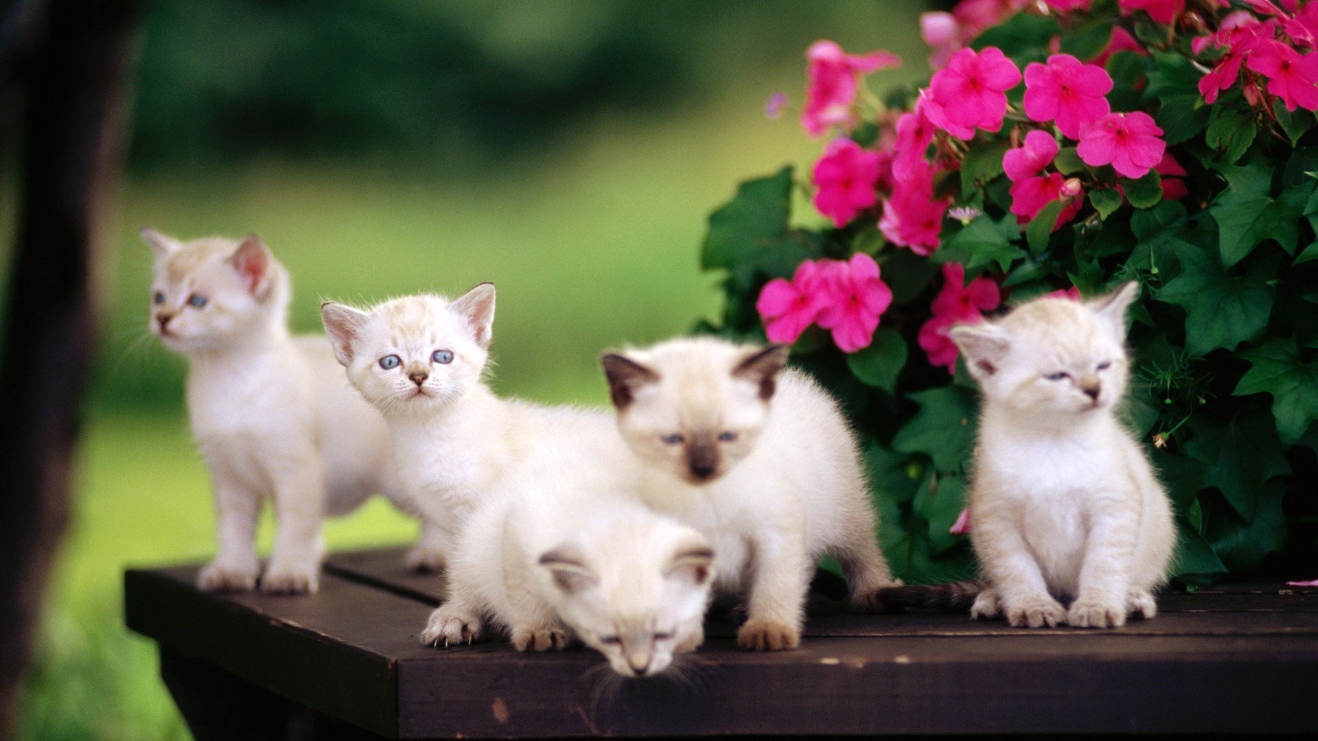 Free Download Cute Baby Animal Wallpapers | PixelsTalk.Net