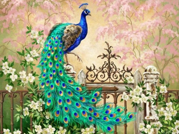 Download Free Peacock Feathers Background.