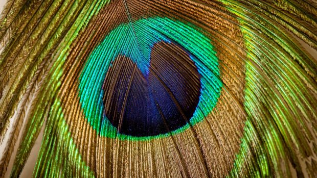Download Free Peacock Feathers Picture.