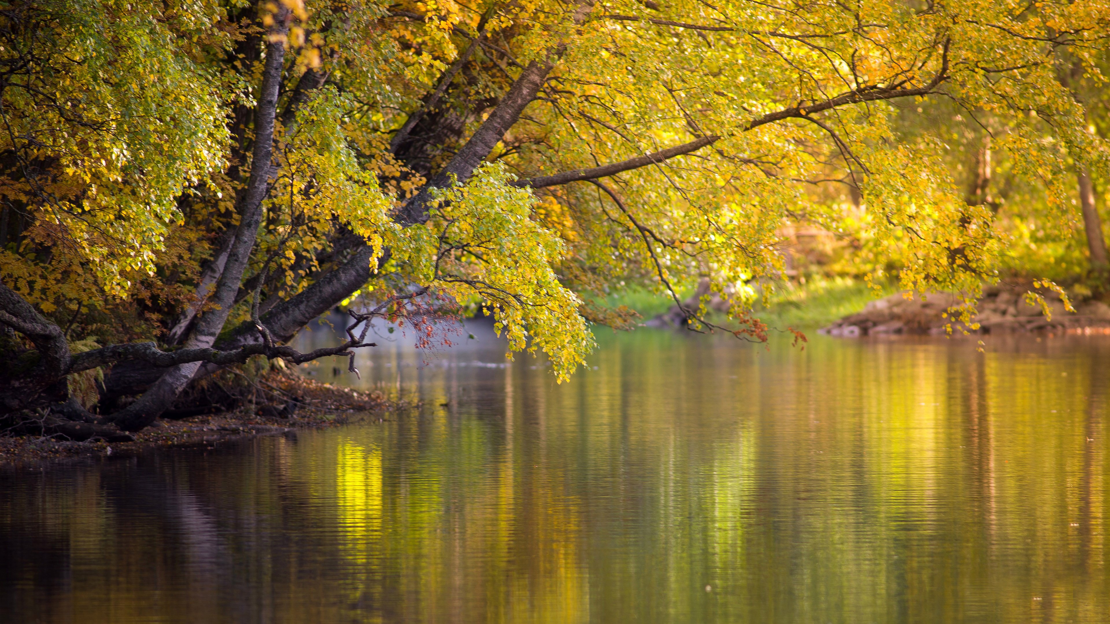 free photo download