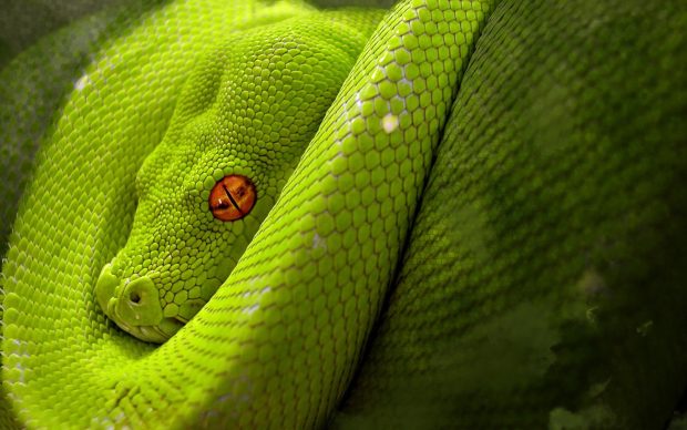 Download Free Viper Snake Image.