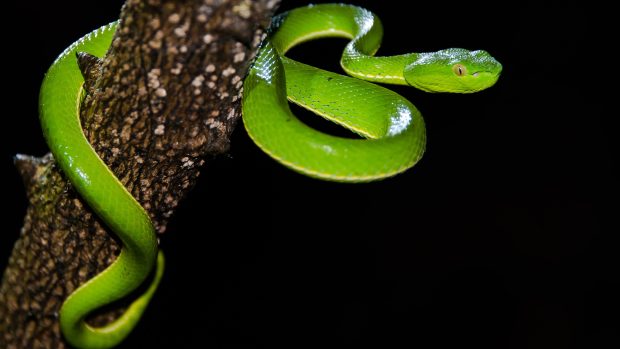 Download Free Viper Snake Photo.