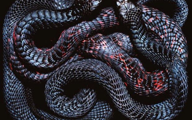 Download Free Viper Snake Wallpaper.