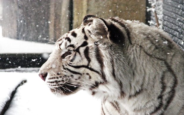Download Free White Tiger Background.