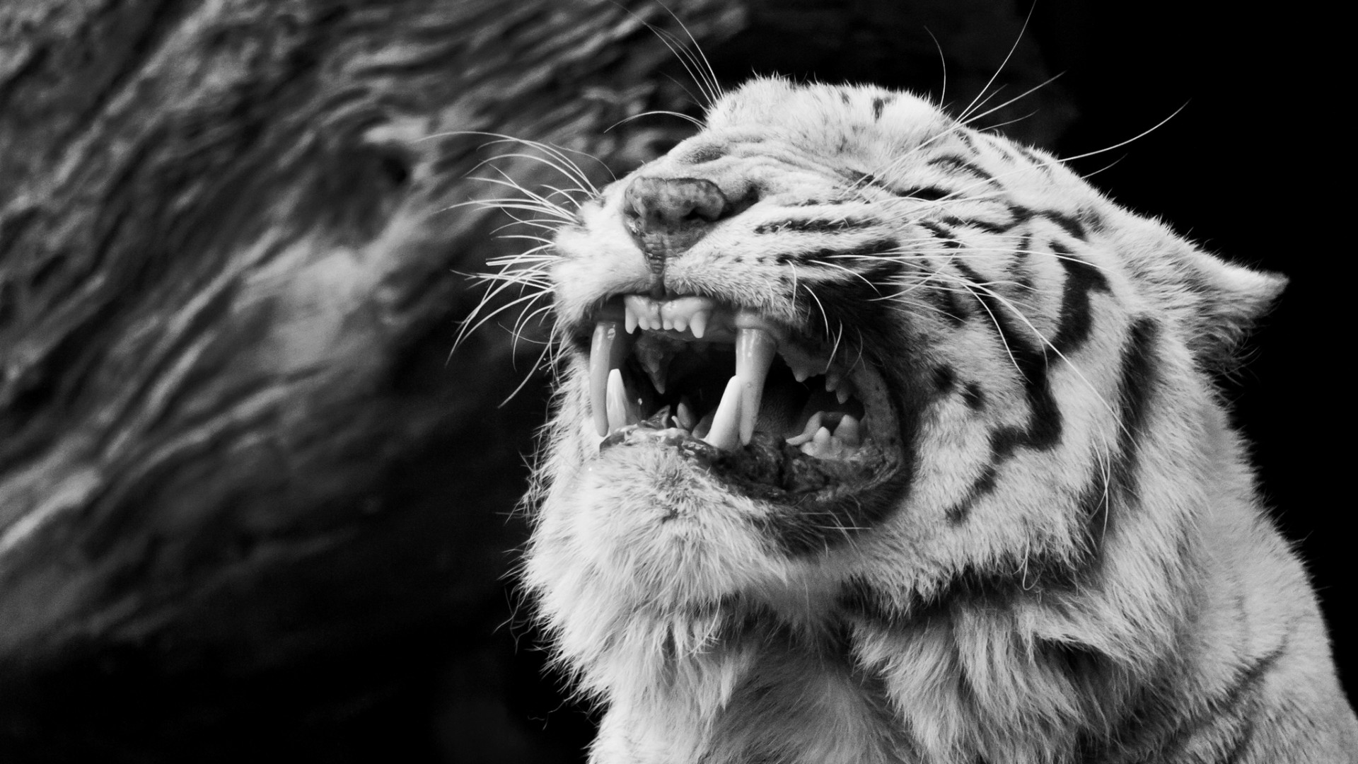 White Tiger HD Wallpapers 