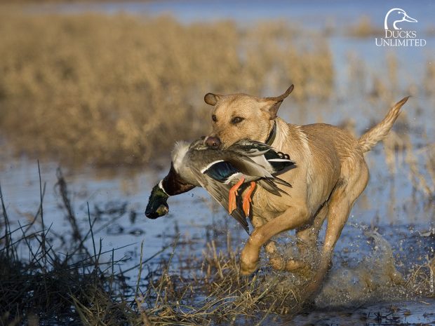 Duck Hunting Backgrounds HD.