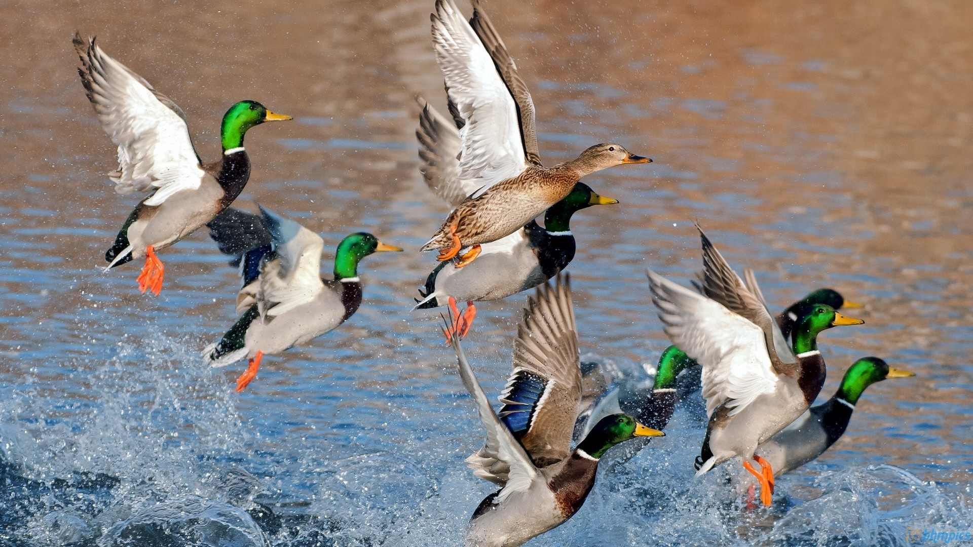 Duck Hunting Wallpapers Free Download 