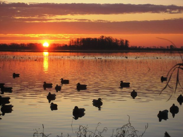 Duck Hunting Desktop Wallpapers.