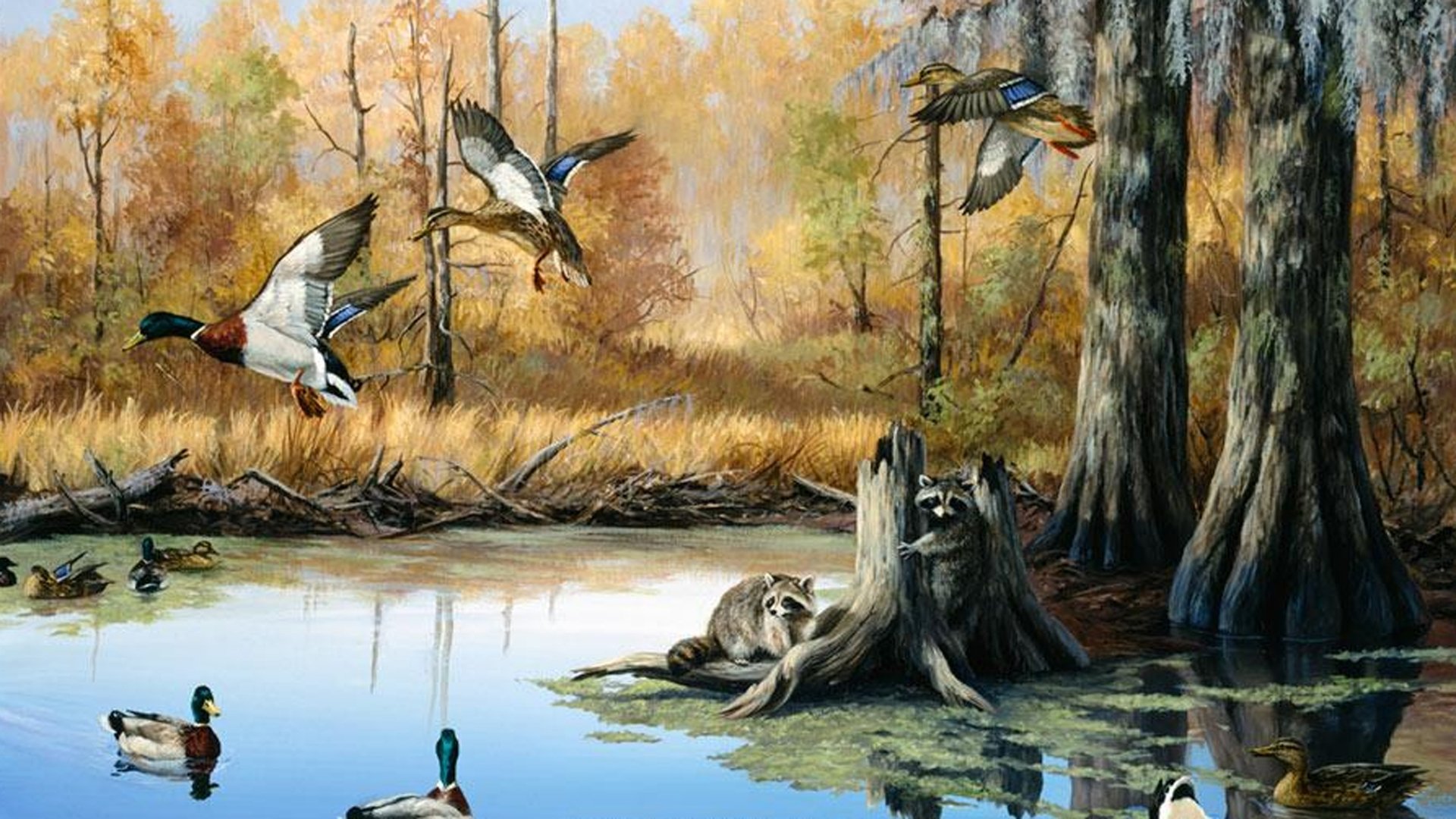Duck Hunting Wallpapers Free Download