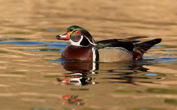 Duck Hunting Images HD.