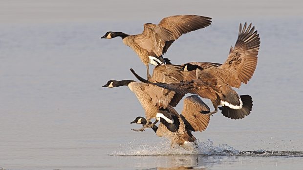 Duck Hunting Photos.