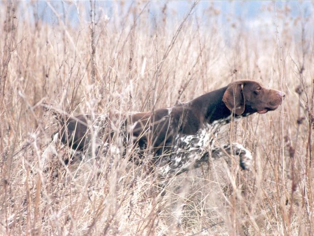 Duck Hunting Photos HD.