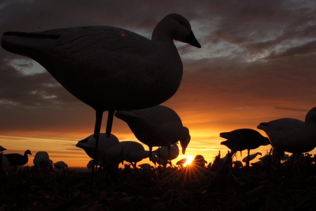 Duck Hunting Picture Free Download.