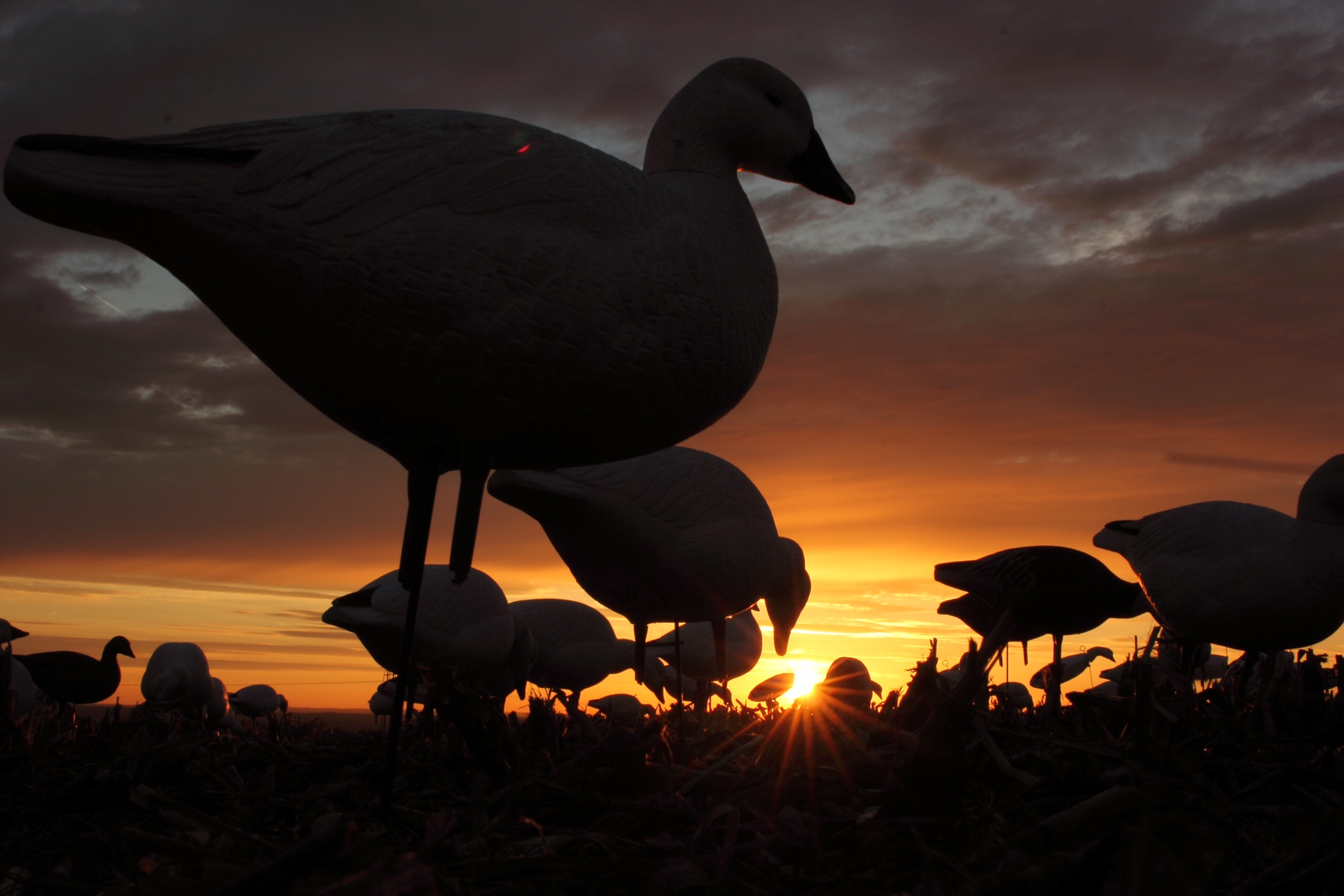 Ultimate duck hunting for pc - bankspsado