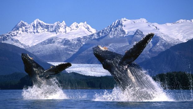 Free Alaska Wallpaper Download.