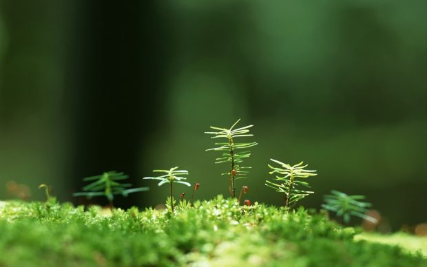 Free Awesome nature background.