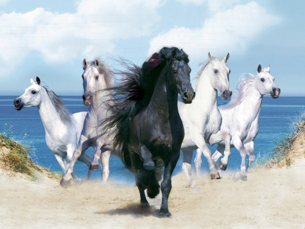 Free Download Black Horse Background.