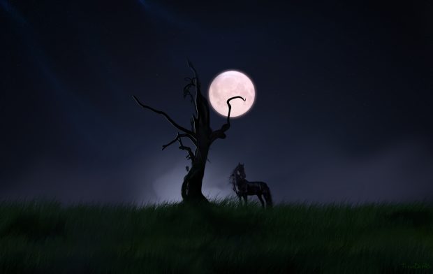 Free Download Black Horse Image.