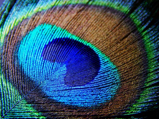 Free Download Peacock Feathers Background.