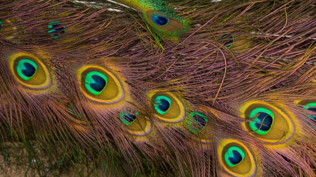 Free Download Peacock Feathers Photo.