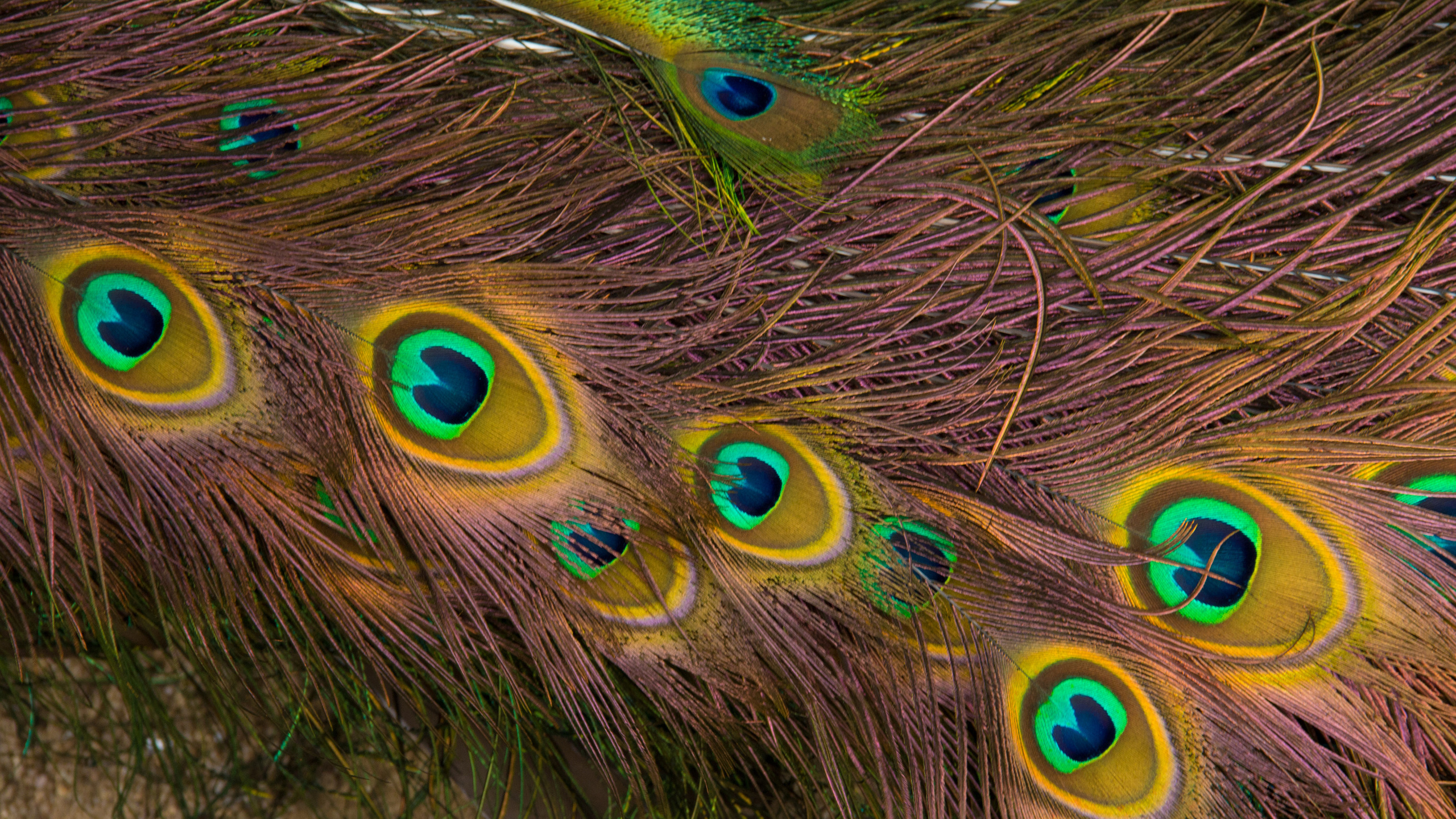 Peacock Feathers Backgrounds HD 